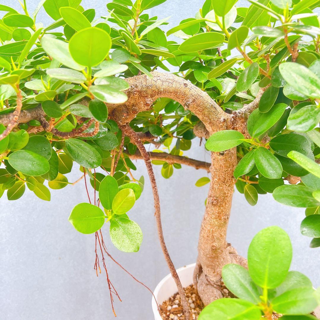 現品　ガジュマル　パンダガジュマル　古木　曲り　気根　希少　インテリアグリーン
