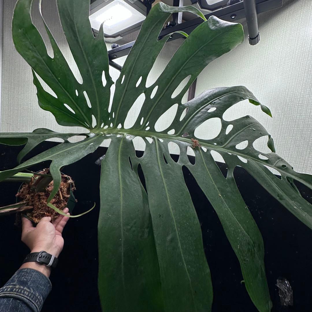 森のお花出品です モンステラデリシオーサマクロコズム