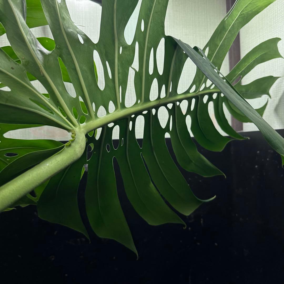 森のお花出品です モンステラデリシオーサマクロコズム