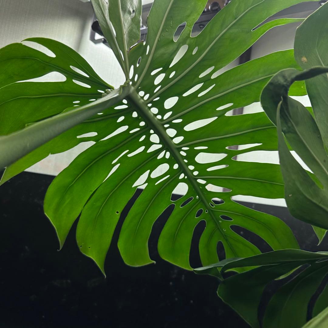 森のお花出品です モンステラデリシオーサマクロコズム