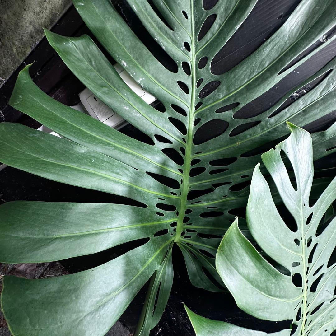 森のお花出品です モンステラデリシオーサマクロコズム