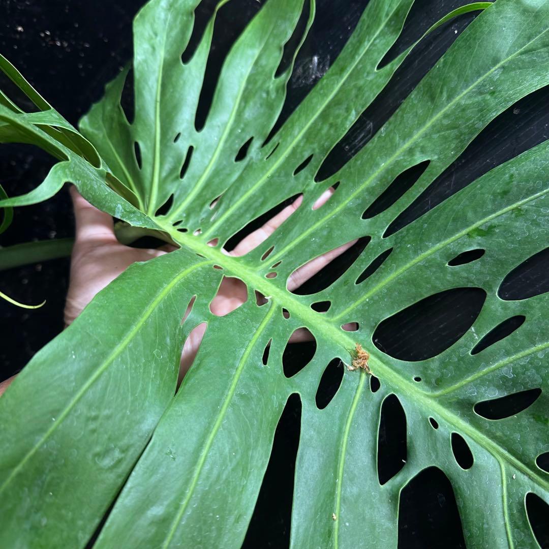 森のお花出品です モンステラデリシオーサマクロコズム