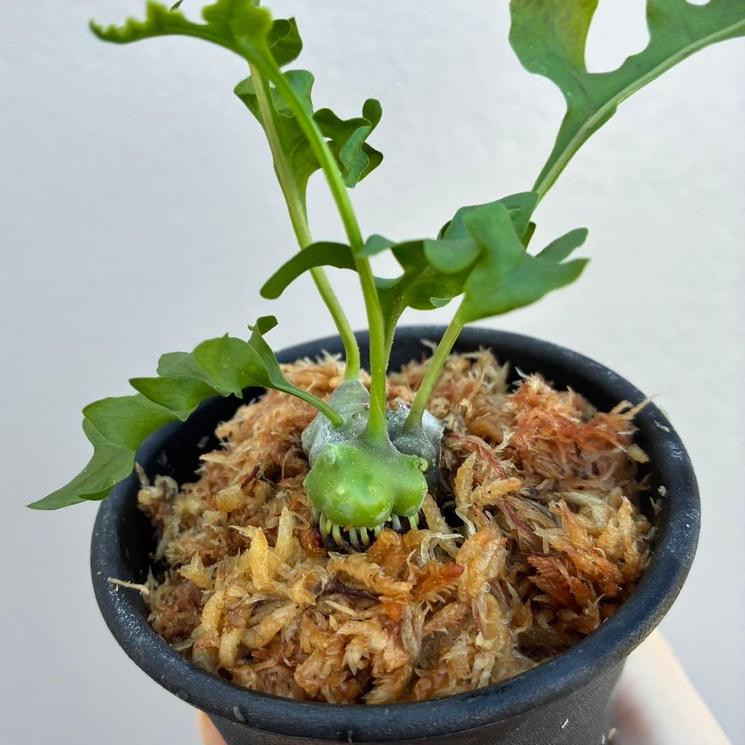 レカノプテリス　ルゾネンシスとイエローチップ