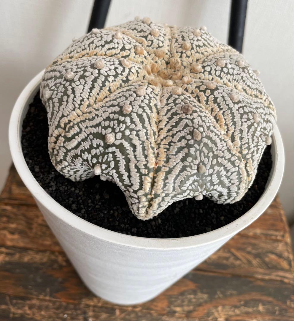 国内実生　スーパー兜　ヒトデ　温室管理（全幅12.5cm×全高6cm）特大株