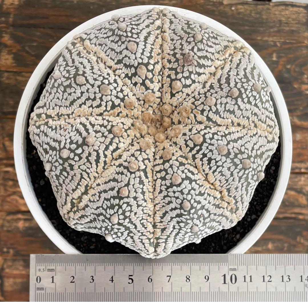 国内実生　スーパー兜　ヒトデ　温室管理（全幅12.5cm×全高6cm）特大株