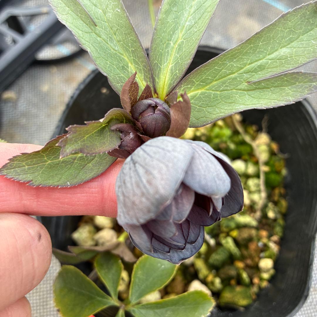 クリスマスローズ　スモーキーダブル　木口交配　希少　実生　幻