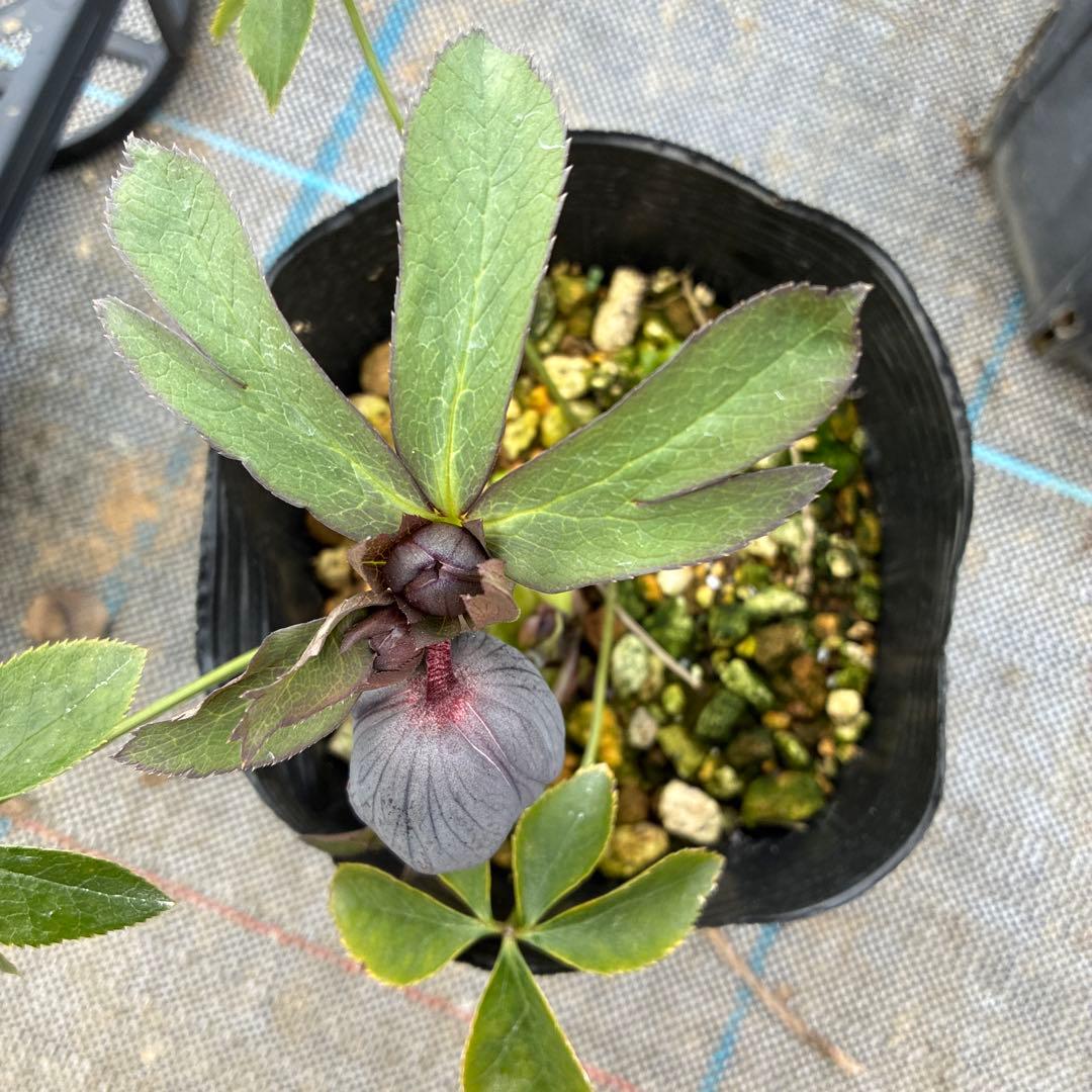 クリスマスローズ　スモーキーダブル　木口交配　希少　実生　幻