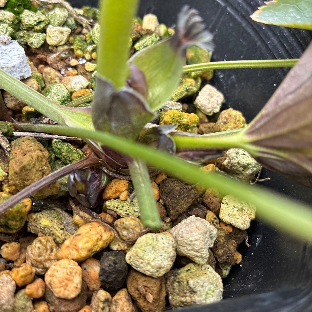 クリスマスローズ　スモーキーダブル　木口交配　希少　実生　幻