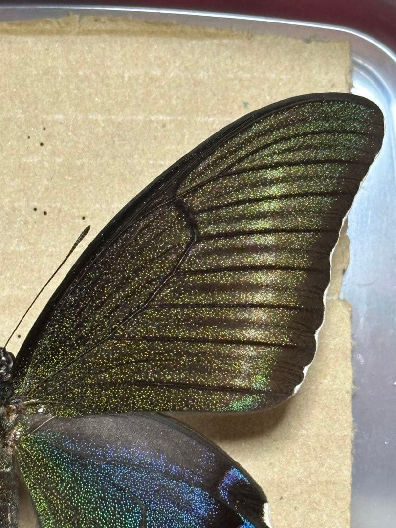 ミヤマカラスアゲハ　標本　飼育品