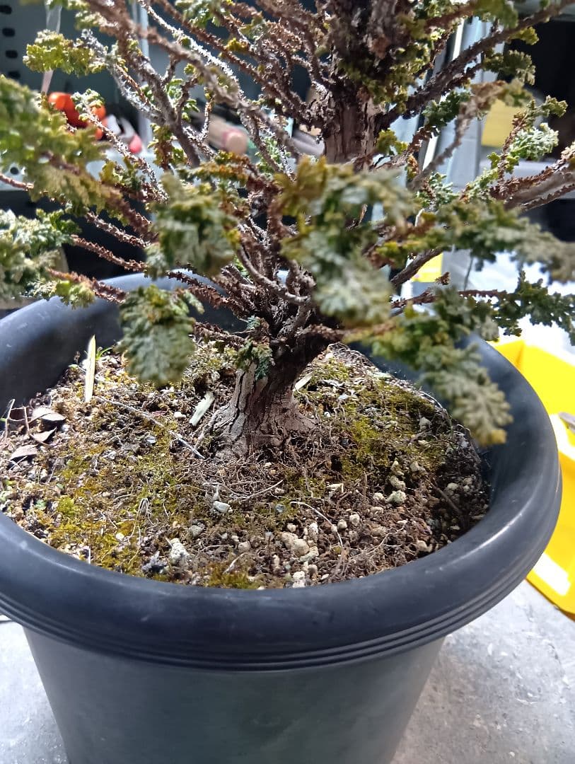 石化ヒノキ（かなり年数持ち込み古い）