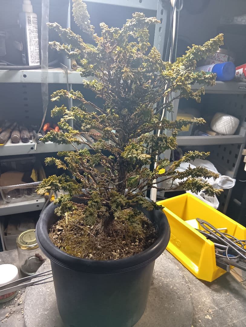 石化ヒノキ（かなり年数持ち込み古い）