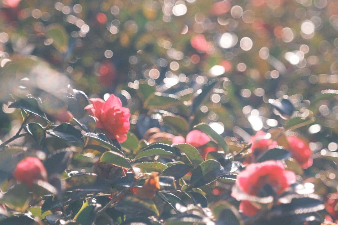 希少 KODAK ektar 101mm f4.5