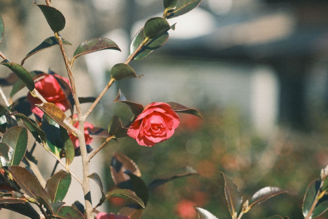 希少 KODAK ektar 101mm f4.5