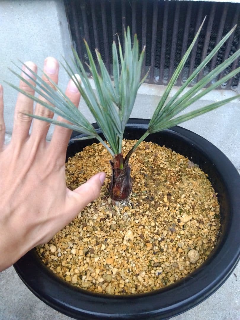 ブラヘアアルマータ　9号鉢つき　超短葉❗　⑤