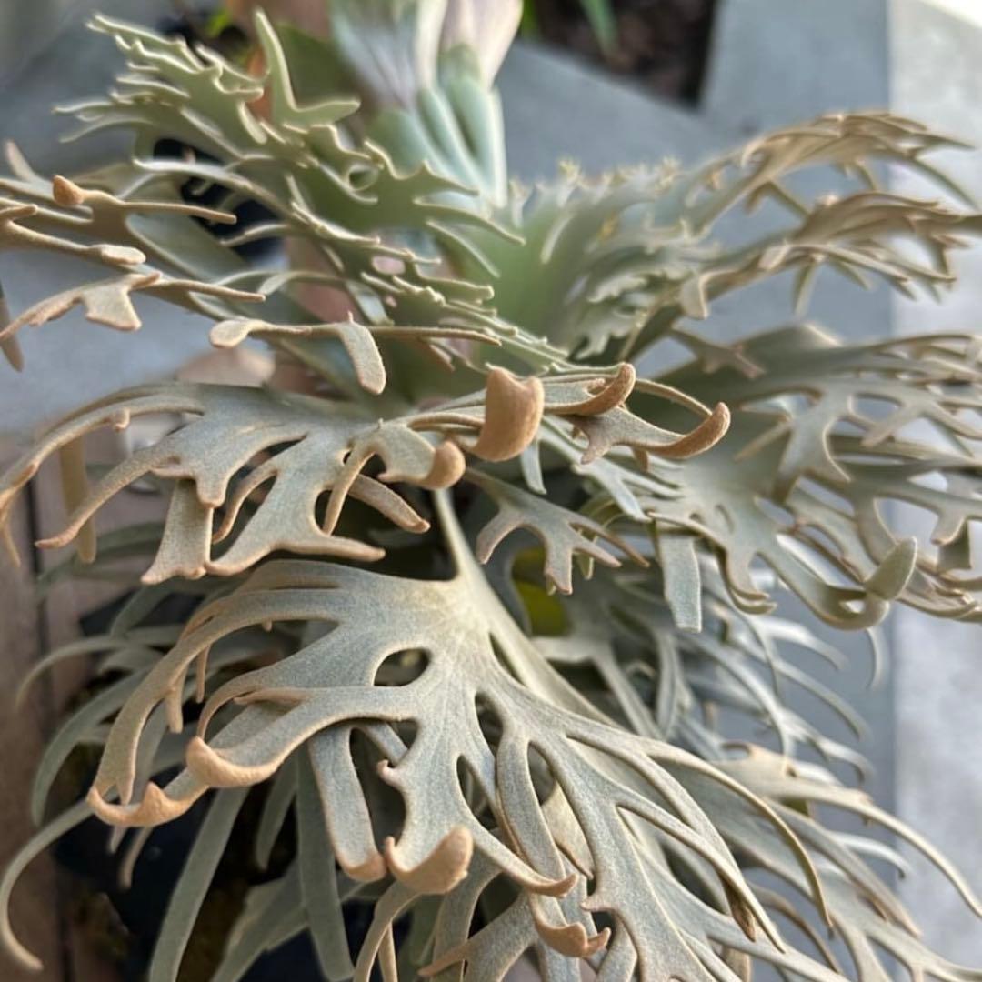 胞子 ビカクシダ totoro ymds yellow moon dwarf