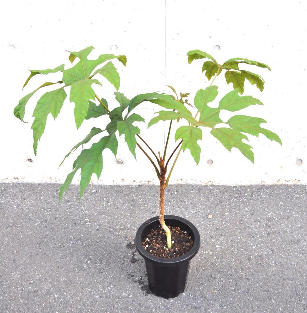 トレベシア 100cm 8号