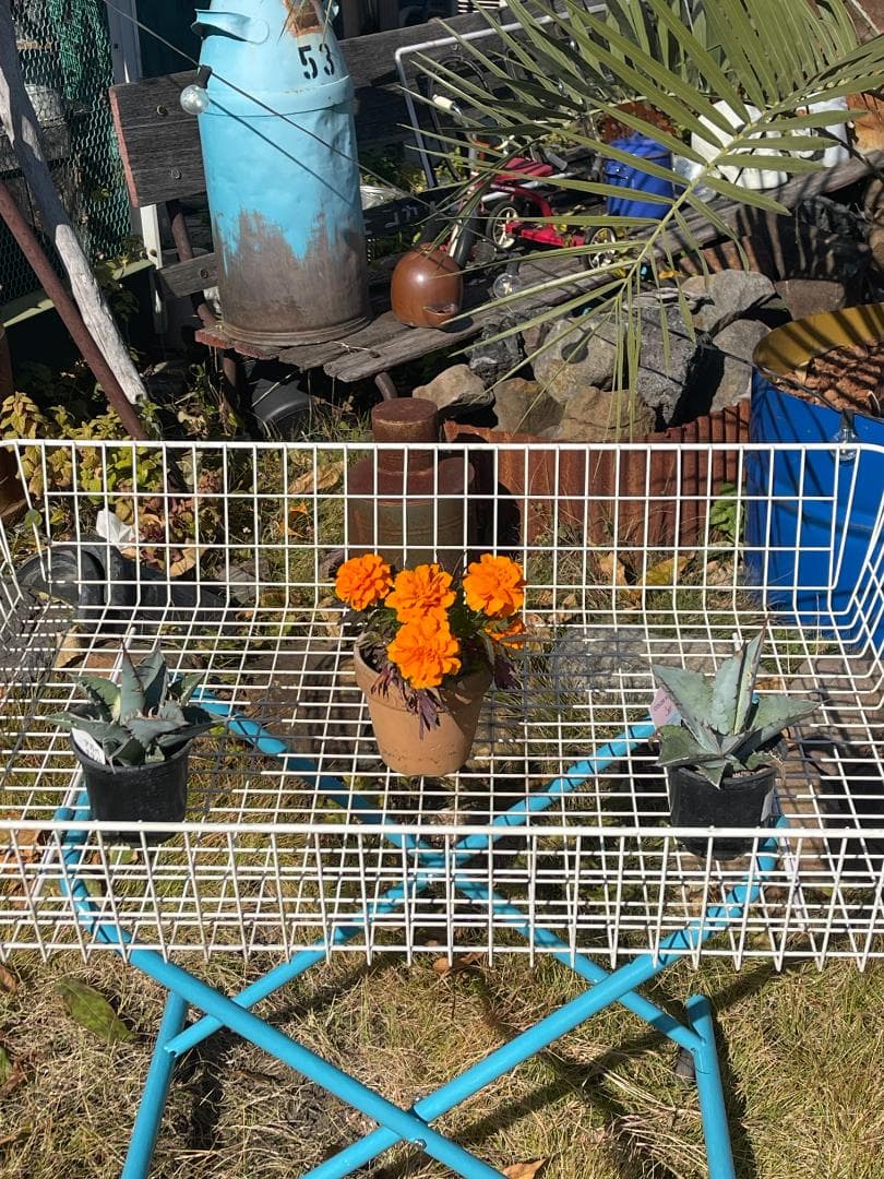 よ*～様 ❤️❤️❤️ワイヤーかご　ガーデニング 　ドライガーデン