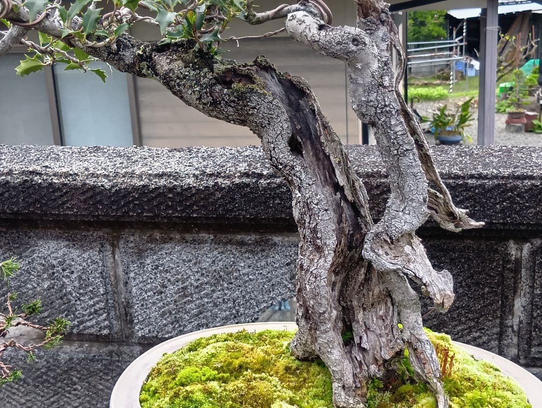 ‼️相木千栞‼️山取り枯木ヒイラギ