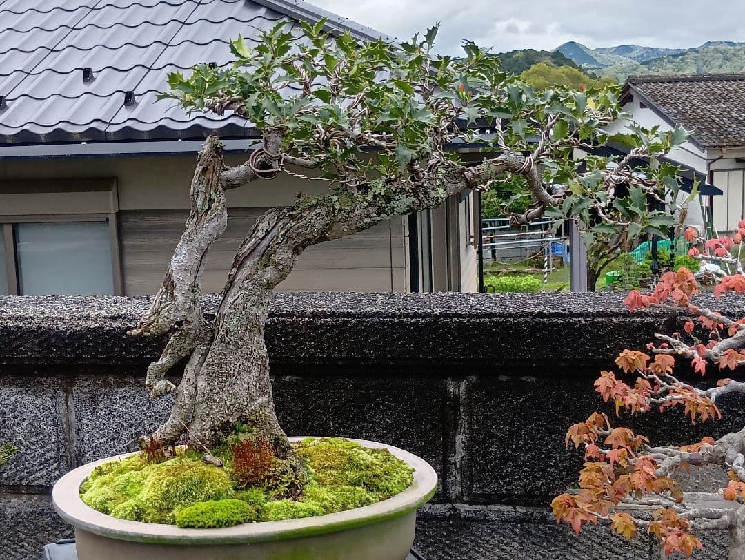 ‼️相木千栞‼️山取り枯木ヒイラギ