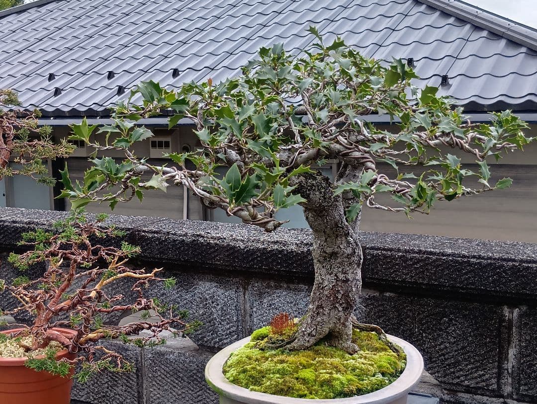 ‼️相木千栞‼️山取り枯木ヒイラギ