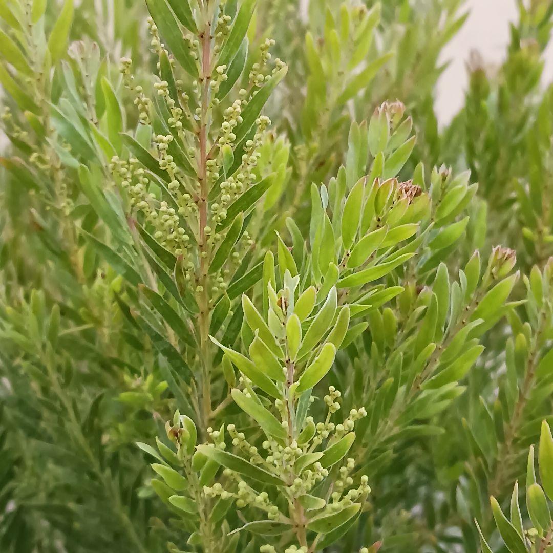 匿名送料込！　アカシアテレサ 7号鉢　小さな蕾つき