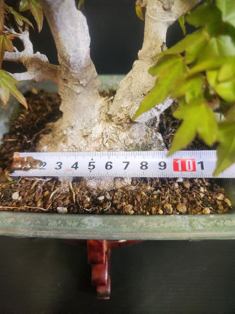 楓 かえで カエデ 楓盆栽 かえで盆栽 双幹 小品盆栽 紅葉