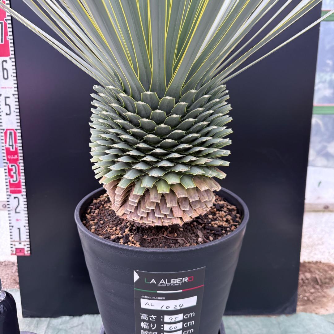 【AL1024】ユッカ　ロストラータ