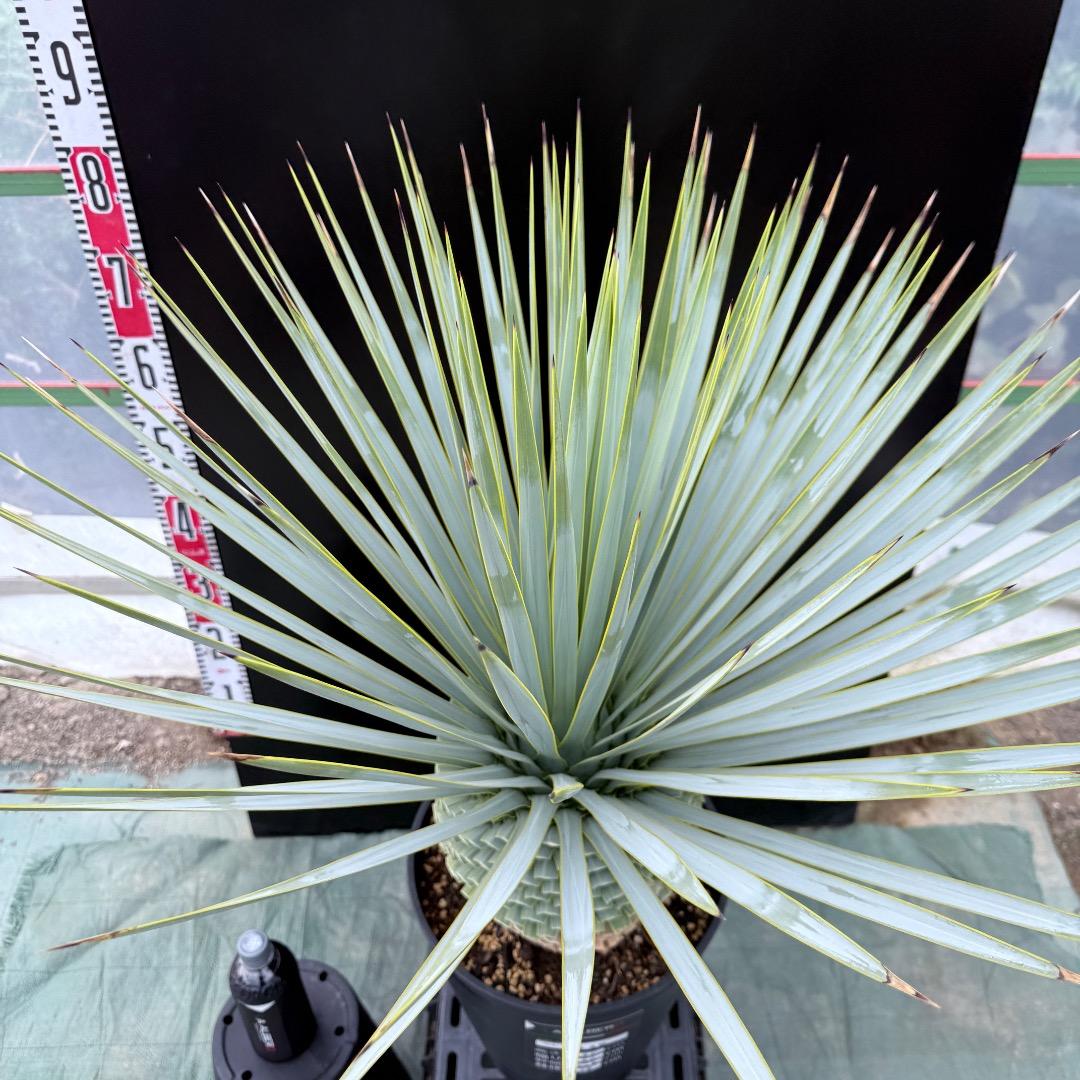 【AL1024】ユッカ　ロストラータ