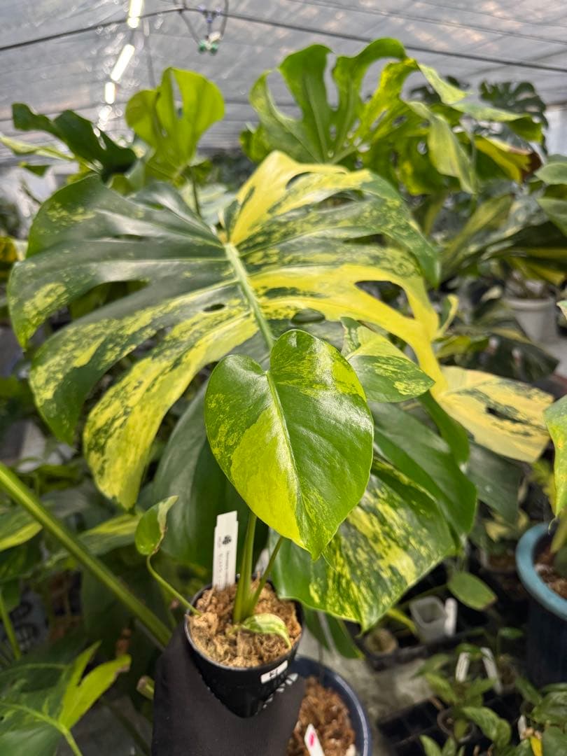 m*i様 K1モンステラ　イエローマリリン　黄斑入り