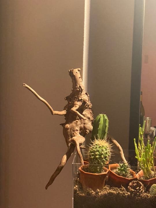 天然物 EVA系 人型 使徒 木製 デザイン インテリア