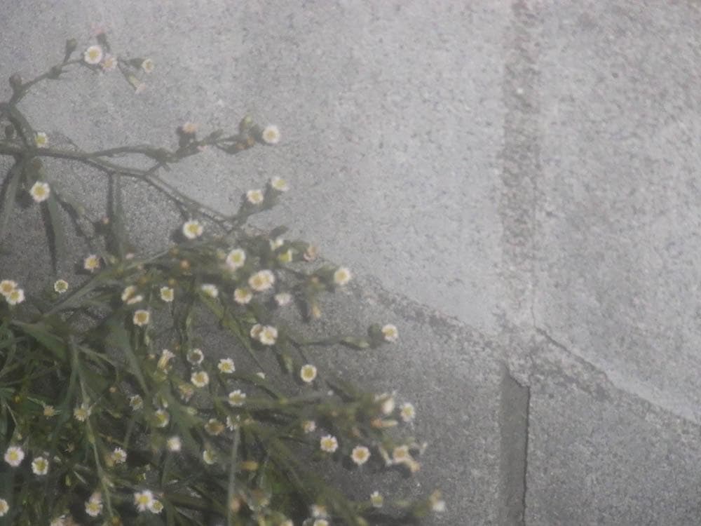 【憧れのコンデジっぽさを味わえる】RICOH CX3 ピンク