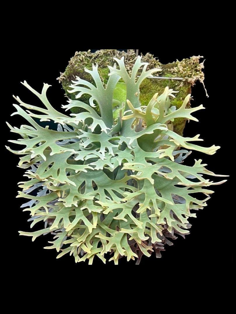 ビカクシダ ウィリンキー YMDS 幼株 イエロームーンドワーフ スポア　14