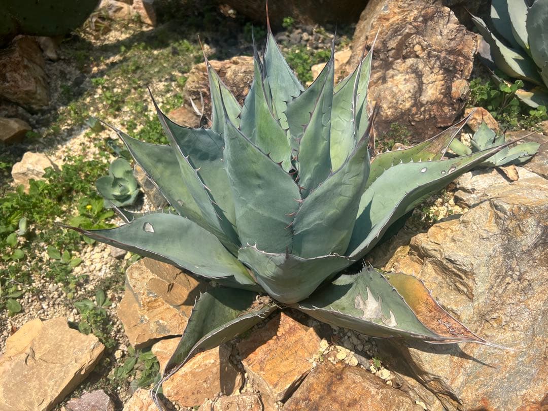 アガベ　パラサナ　超特大