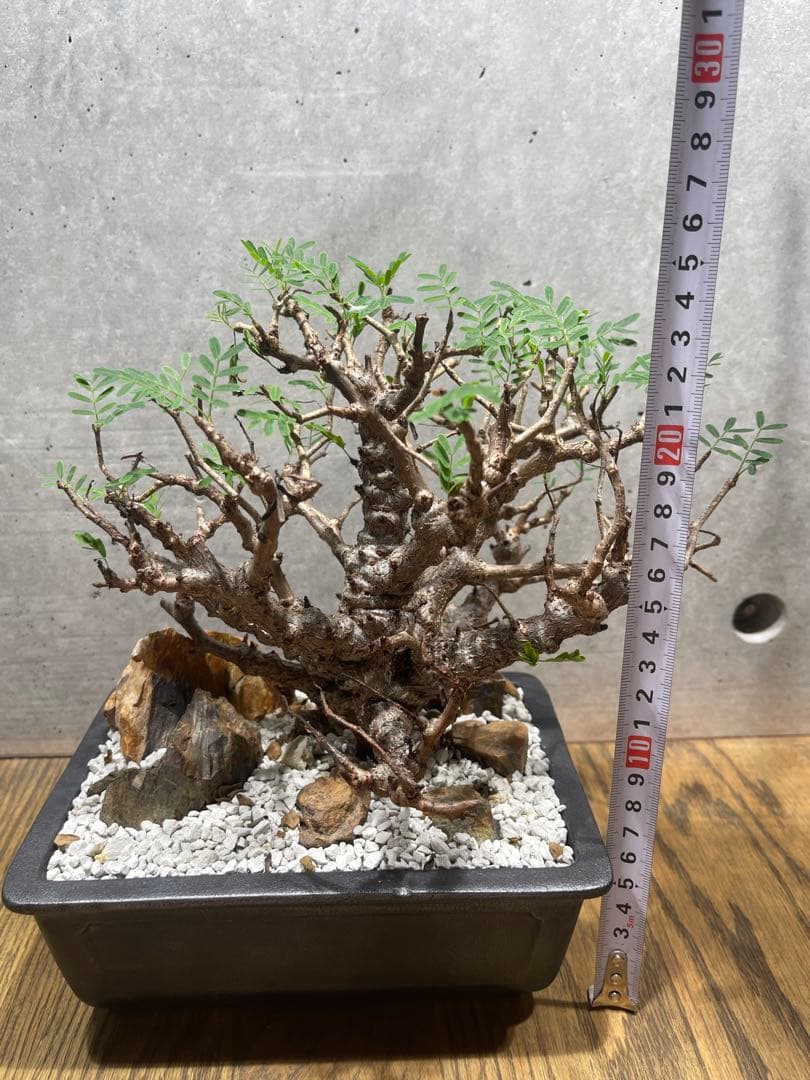 【*】様 センナメリディオナリス　実生