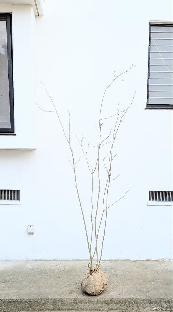 抜群。山採りアオダモ株。