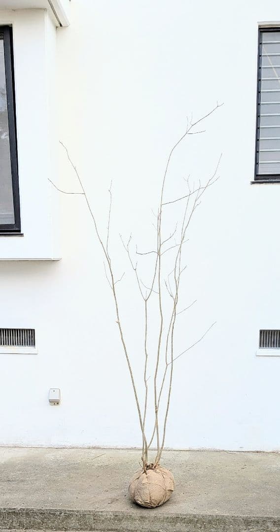 抜群。山採りアオダモ株。