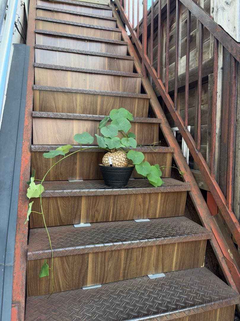 a*i様 ステファニア・スベローサ 大株　現品出荷