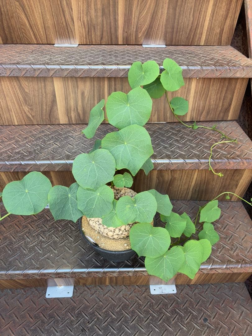 a*i様 ステファニア・スベローサ 大株　現品出荷