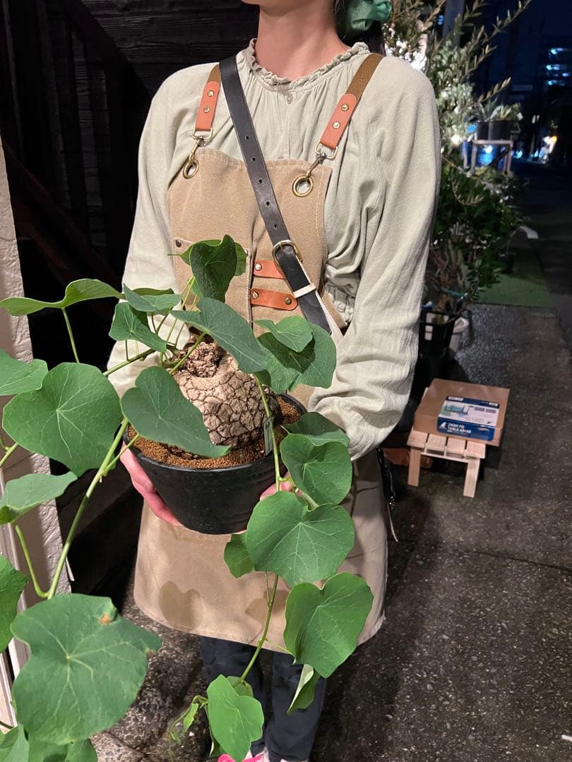 a*i様 ステファニア・スベローサ 大株　現品出荷