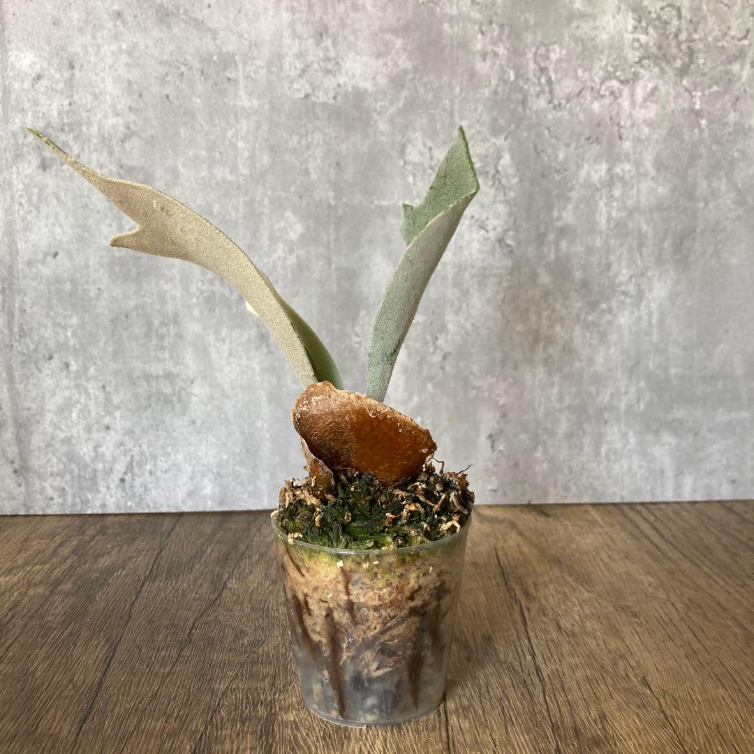 ビカクシダ ハクナマタタ　P. 'Hakuna Matata' OC株