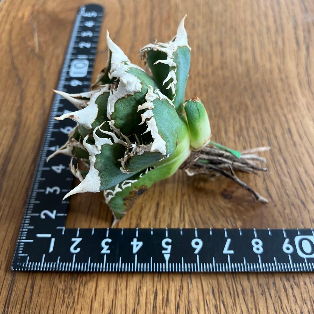 H*C様 【オークション】②選抜　太棘　子株付き　アガべ　チタノタ　白豪刺　TC