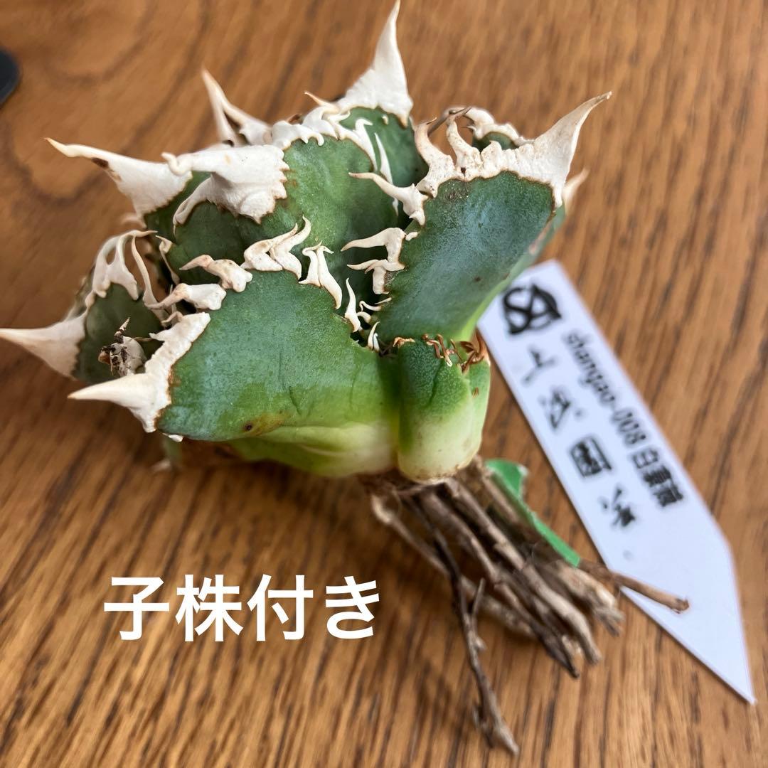 H*C様 【オークション】②選抜　太棘　子株付き　アガべ　チタノタ　白豪刺　TC