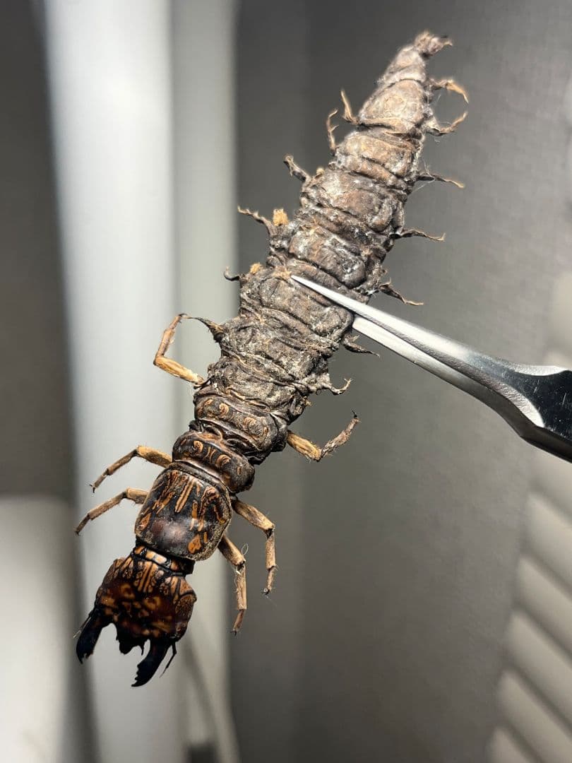 【模様綺麗】オオキバヘビトンボ ウスバカゲロウ蜻蛉トンボ　標本