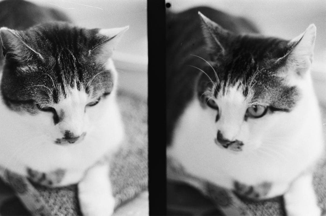 Olympus Pen-F フィルム一眼レフカメラ（38mmレンズ付き）