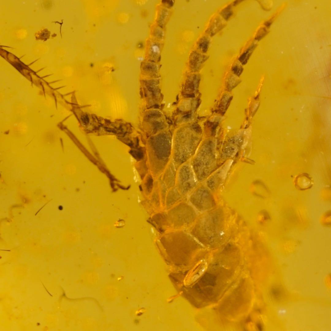 レア極上品 手TT0064虫入り琥珀化石ミャンマーカムティかタナイ9900万年前