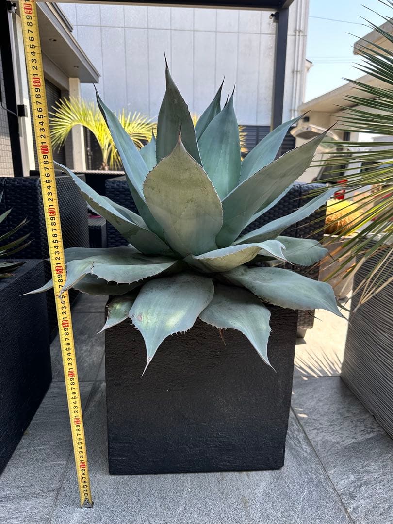 アガベ オバティフォリア フロスティブルー 班入り 鉢付き