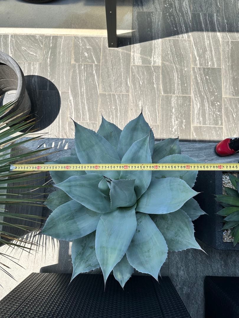 アガベ オバティフォリア フロスティブルー 班入り 鉢付き