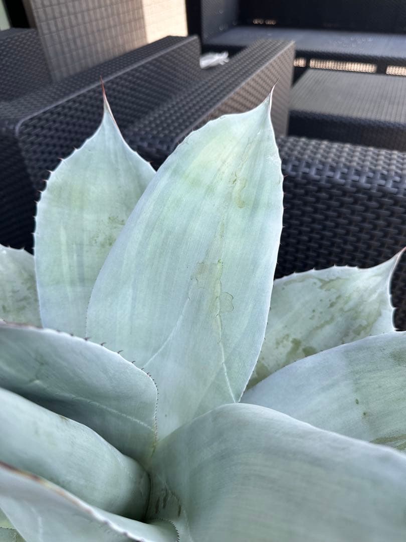 アガベ オバティフォリア フロスティブルー 班入り 鉢付き