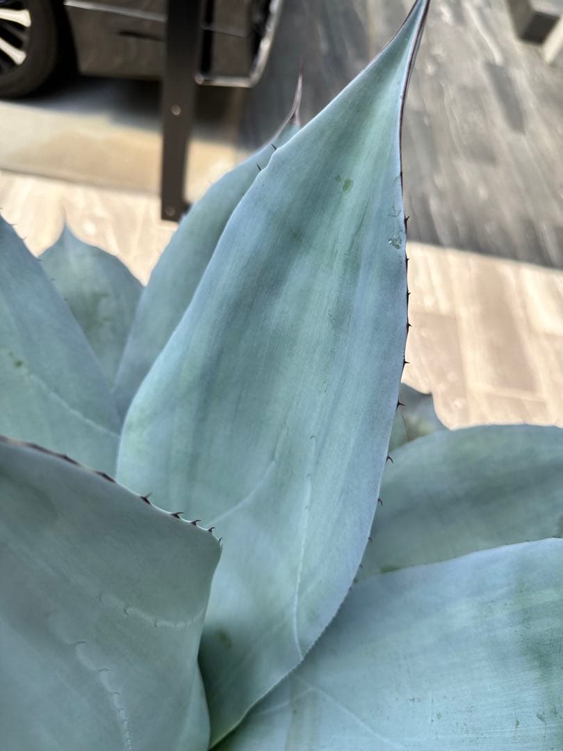 アガベ オバティフォリア フロスティブルー 班入り 鉢付き