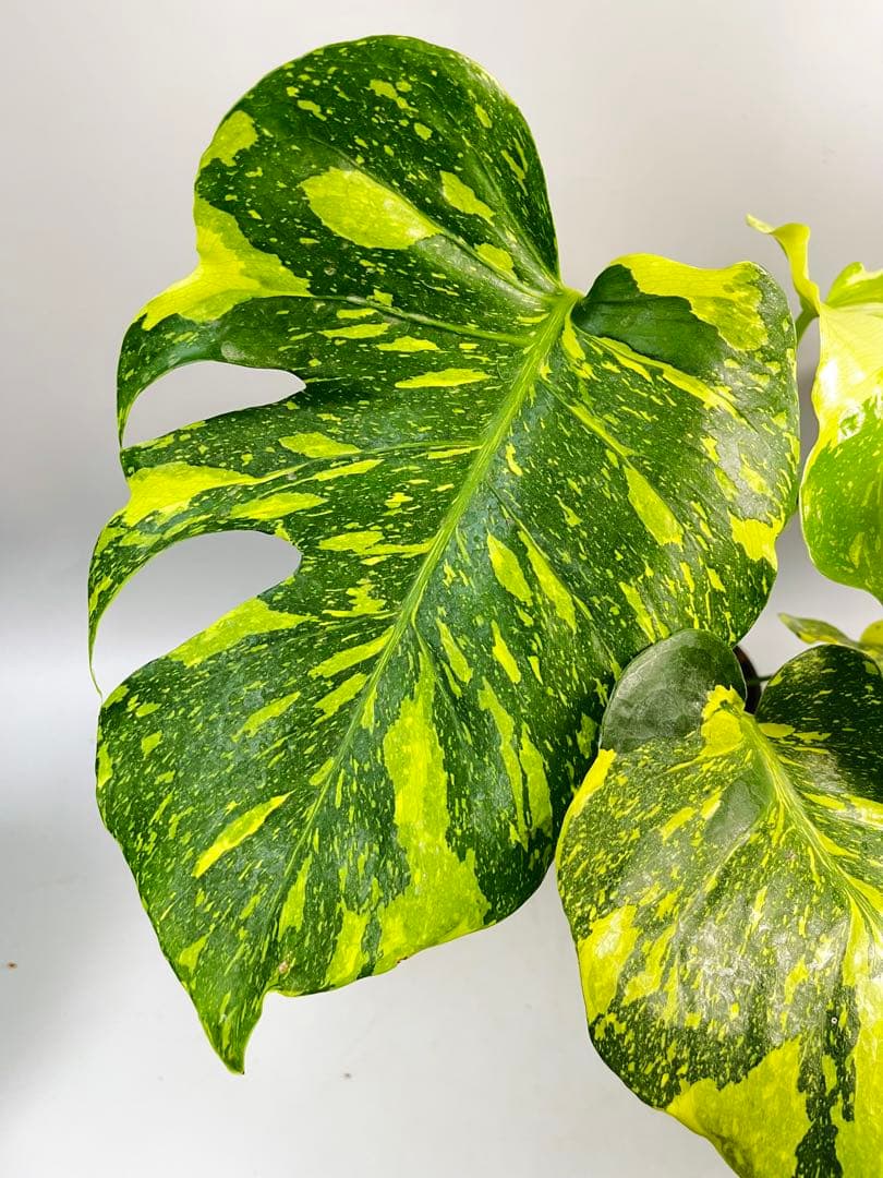 Monstera Electrolyteモンステラ エレクトロライト　②